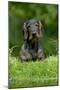 Standard Wire Haired Dachshund Sitting in Garden-null-Mounted Photographic Print