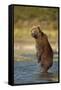 Standing Brown Bear, Katmai National Park, Alaska-Paul Souders-Framed Stretched Canvas