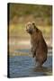 Standing Brown Bear, Katmai National Park, Alaska-Paul Souders-Stretched Canvas