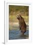 Standing Brown Bear, Katmai National Park, Alaska-Paul Souders-Framed Photographic Print