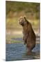 Standing Brown Bear, Katmai National Park, Alaska-Paul Souders-Mounted Photographic Print