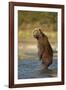 Standing Brown Bear, Katmai National Park, Alaska-Paul Souders-Framed Photographic Print
