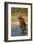 Standing Brown Bear, Katmai National Park, Alaska-Paul Souders-Framed Photographic Print