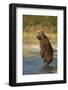 Standing Brown Bear, Katmai National Park, Alaska-Paul Souders-Framed Photographic Print