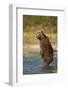 Standing Brown Bear, Katmai National Park, Alaska-Paul Souders-Framed Photographic Print