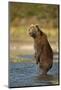 Standing Brown Bear, Katmai National Park, Alaska-Paul Souders-Mounted Photographic Print