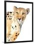 Standing Cheetah-Lanie Loreth-Framed Art Print