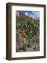 Standing cypress (Ipomopsis rubra) or Texas plume on roadside.-Larry Ditto-Framed Photographic Print