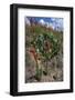 Standing cypress (Ipomopsis rubra) or Texas plume on roadside.-Larry Ditto-Framed Photographic Print