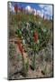 Standing cypress (Ipomopsis rubra) or Texas plume on roadside.-Larry Ditto-Mounted Photographic Print