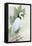 Standing Egret I Crop-Avery Tillmon-Framed Stretched Canvas