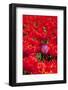 Standing out from the Crowd by a Purple Tulip in Red-Ivonnewierink-Framed Photographic Print