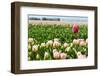 Standing out of the Crowd-Ivonnewierink-Framed Photographic Print