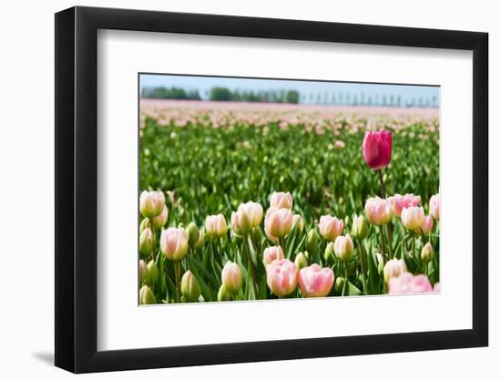 Standing out of the Crowd-Ivonnewierink-Framed Photographic Print