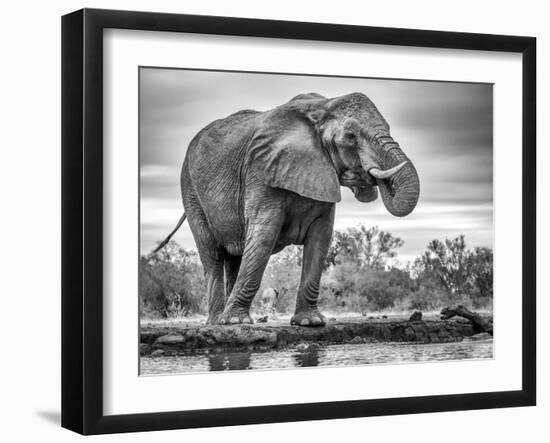 Standing Proud-Jaco Marx-Framed Photographic Print