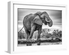Standing Proud-Jaco Marx-Framed Photographic Print