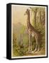 Standing Tall in the African Jungle-null-Framed Stretched Canvas