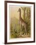 Standing Tall in the African Jungle-null-Framed Art Print