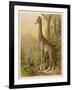 Standing Tall in the African Jungle-null-Framed Art Print