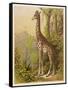 Standing Tall in the African Jungle-null-Framed Stretched Canvas