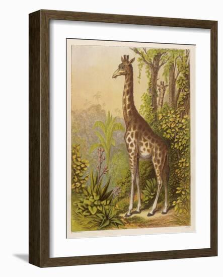 Standing Tall in the African Jungle-null-Framed Art Print