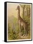 Standing Tall in the African Jungle-null-Framed Stretched Canvas