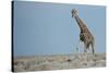 Standing Tall-JeremyRichards-Stretched Canvas