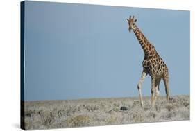 Standing Tall-JeremyRichards-Stretched Canvas