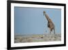 Standing Tall-JeremyRichards-Framed Photographic Print