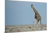 Standing Tall-JeremyRichards-Mounted Photographic Print