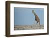 Standing Tall-JeremyRichards-Framed Photographic Print