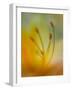 Standing Tall-Janet Slater-Framed Photographic Print