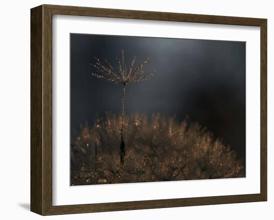 Standing toward the light...-Thierry Dufour-Framed Photographic Print