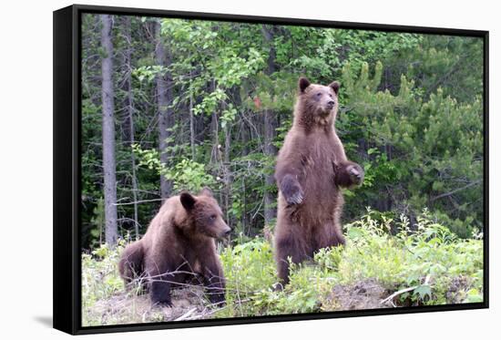 Standing Young Grizzly-nero-Framed Stretched Canvas