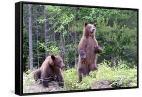 Standing Young Grizzly-nero-Framed Stretched Canvas