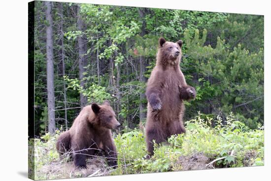 Standing Young Grizzly-nero-Stretched Canvas