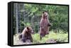 Standing Young Grizzly-nero-Framed Stretched Canvas