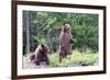 Standing Young Grizzly-nero-Framed Photographic Print
