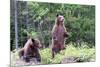 Standing Young Grizzly-nero-Mounted Photographic Print