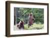Standing Young Grizzly-nero-Framed Photographic Print