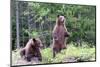 Standing Young Grizzly-nero-Mounted Photographic Print
