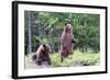 Standing Young Grizzly-nero-Framed Photographic Print