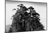 Stange Pines, Huangshan, China-null-Mounted Art Print