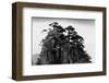 Stange Pines, Huangshan, China-null-Framed Art Print