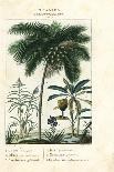 Yellow Mombin or Hog Plum, Spondias Monbin-Stanghi Stanghi-Framed Giclee Print