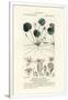 Gramercy White