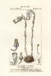 Wild Teasel or Fuller's Teasel, Dipsacus Fullonum-Stanghi Stanghi-Giclee Print