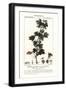 Black Frame