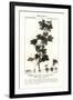 Gramercy Black