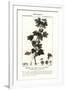 Gramercy White